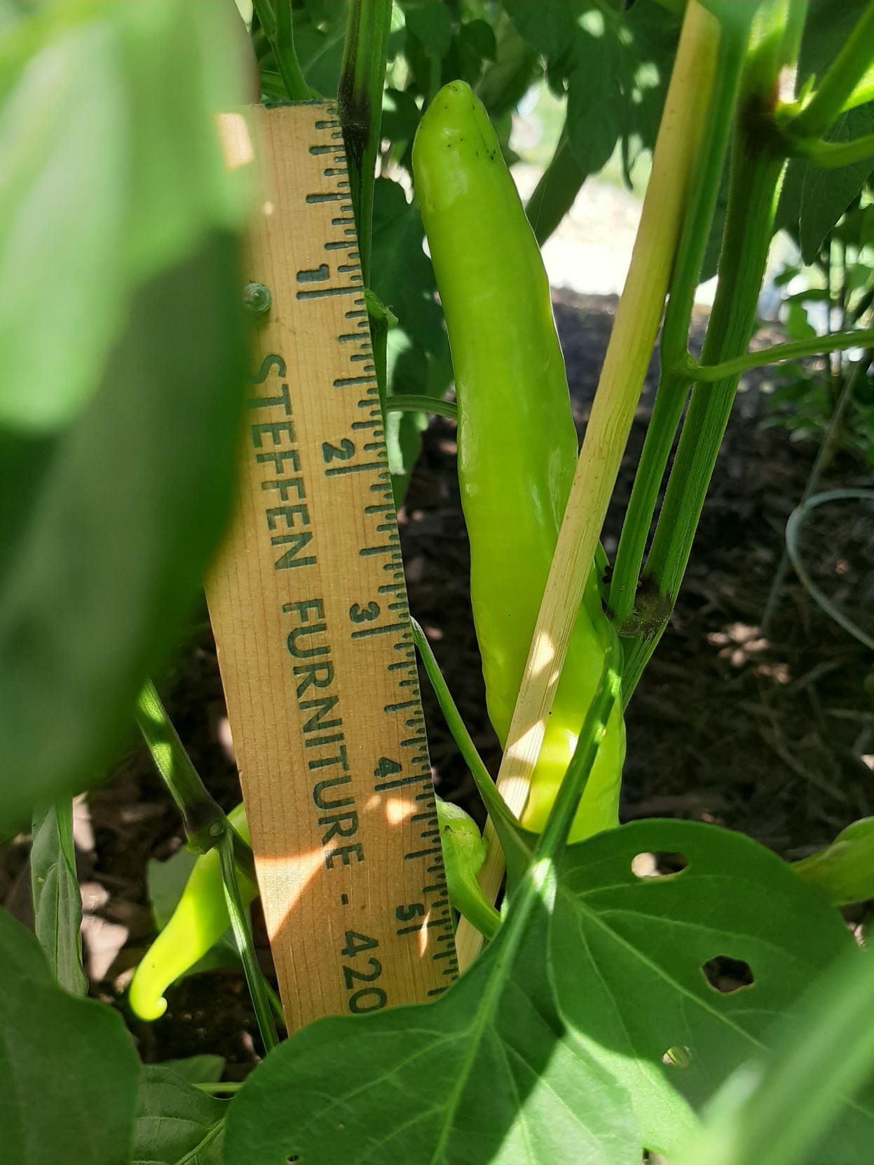 Take 5: Pepper Measurement